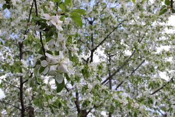 in the backyard there is a blossoming apple tree on a warm sunny day