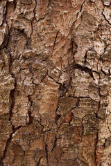 Detailed texture of tree bark showcasing nature's intricate patterns in sunlight