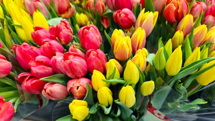 Bright colorful background of red and yellow tulips