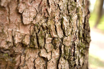 Detailed close-up of tree bark showcasing unique textures and patterns in a natural setting