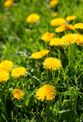 Bright yellow dandelions bloom in a lush green field under clear blue skies on a sunny day in springtime