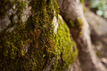 Close-up view of vibrant green moss on tree bark in a serene forest during daylight hours