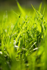 Dew-kissed grass blades glowing in sunlight at dawn, capturing the essence of nature's beauty