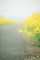Fototapeta premium ふんわりとした菜の花の道(縦)