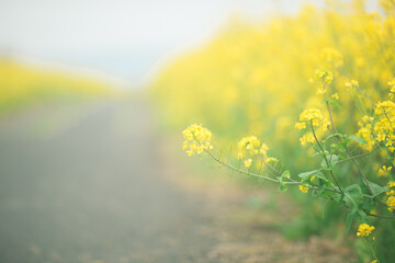 ふんわりとした菜の花の道