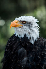 bald eagle bird of prey portrait pretty close up animal avian 