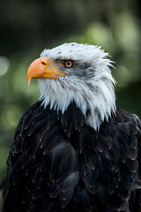 bald eagle bird of prey portrait pretty close up animal avian 