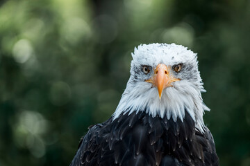 bald eagle bird of prey portrait pretty close up animal avian 