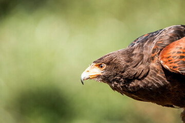 bird of prey portrait in a show