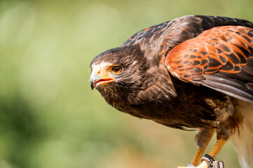 bird of prey portrait in a show