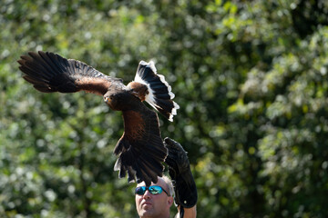 bird of prey portrait in a show