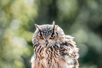 great horned owl in flight