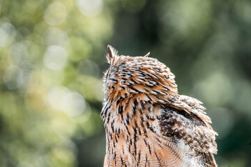 great horned owl in flight
