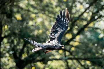 bird of prey flying in show