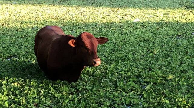 cow on a meadow