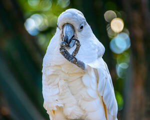 White cockatoo perched quietly, holding foot with its beak in a lush green setting during the...