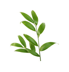 Green leaves at twig of italian ruscus (DANAE RACEMOSA) isolated on white or transparent background
