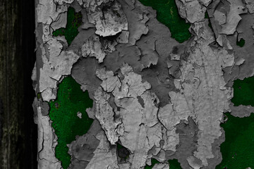 tree bark texture