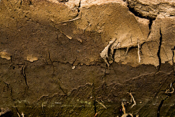 old tree bark