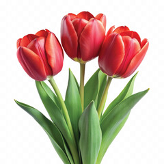realistic 3d bouquet of three red tulips close up isolated on white background