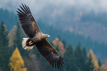 Obraz premium A majestic eagle soaring over a beautiful forest landscape, wings spread wide against the sky.