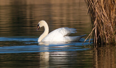swan on the lake