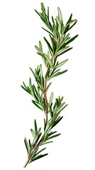 Fototapeta premium Rosemary Herb Branch Isolated Against White Background, Fresh, Green, Ingredient