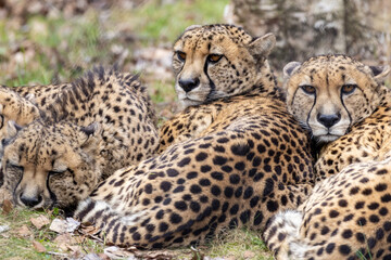 Cheetahs relax together in a natural habitat during a cool afternoon