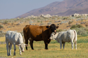 Naklejka premium Cows grazing in a serene landscape surrounded by mountains during daylight