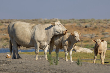 Cows and calves enjoying a sunny day by a river on a tranquil farm after the summer heat in a rural landscape