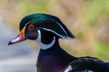 Colorful wood duck portrait highlighting vibrant plumage and striking features near a tranquil water habitat