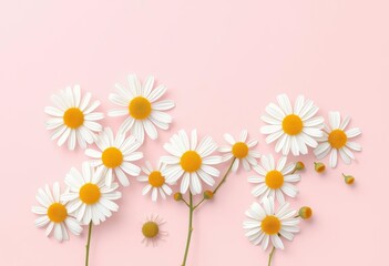 Fototapeta premium Delicate white chamomile blossoms arranged minimally on a pale pink background , floral photography, daisy