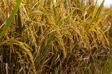 Detailed view of a rice plant with mature seeds, highlighting its texture and colors in a vibrant natural setting. Ideal for agriculture, harvest, and rural environment concepts.