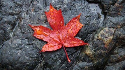 A vibrant red maple leaf rests on dark, wet rocks.