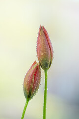 Piękne tulipany botaniczne na jasnym tle, na kartę z życzeniami. © Elżbieta Kaps