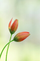 Piękne tulipany botaniczne na jasnym tle, na kartę z życzeniami. © Elżbieta Kaps