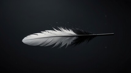 white bird feather on dark background
