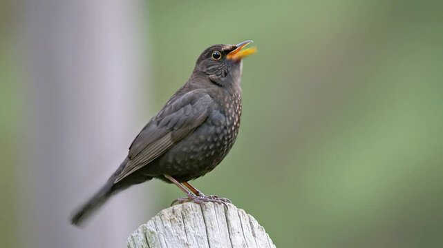 Close up of female Common Blackbird singing perched on weathered wooden post. Natural background bokeh.