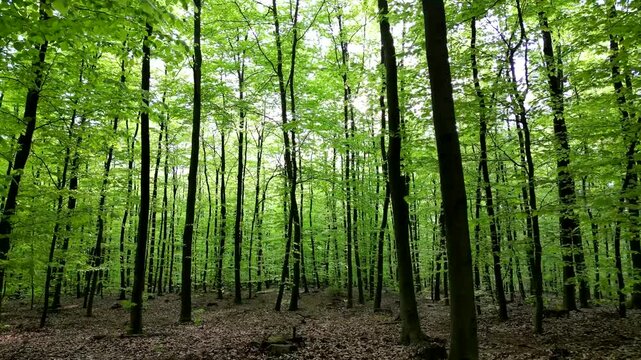 Lush green spring forest with tall trees and vibrant foliage, creating a serene natural environment. A smooth forward camera move with the camera angled upward.