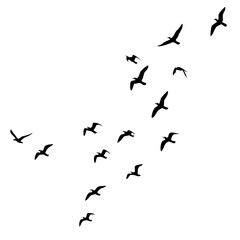 Silhouette of a flock of birds flying dynamically, freedom and motion concept, black and white vector illustration
