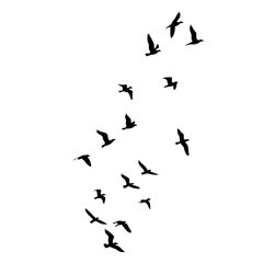 Silhouette of a flock of birds flying in the sky, dynamic motion concept, black and white vector illustration

