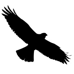 silhouette of bird in flight, soaring raptor with outstretched wings, dynamic motion black and white vector illustration
