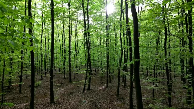 Lush green spring forest with tall trees and vibrant foliage, creating a serene natural environment. A smooth, slow forward camera move, aerial view.