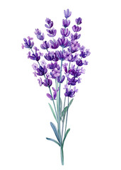 Obraz premium Watercolor lavender flower stem botanical illustration in purple and green isolated on white background