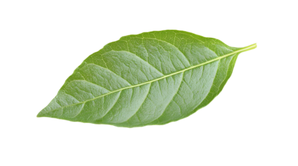 Close-up of a vibrant green leaf.  Detailed vein structure visible