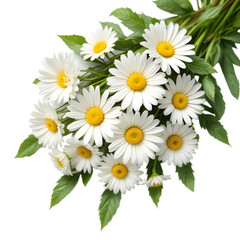 Fototapeta premium Feverfew daisy chamomile Tanacetum parthenium flowers