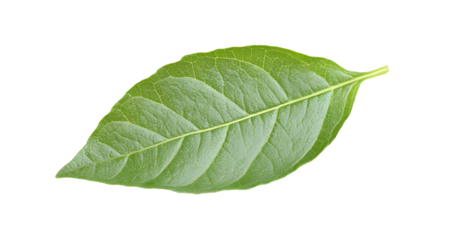 Close-up of a vibrant green leaf.  Detailed vein structure visible