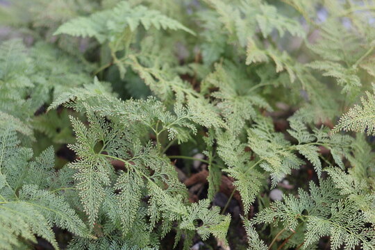 Una toma de cerca de varias hojas de una planta de helechos