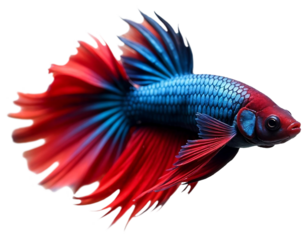 Colourful Beta fish in transparent background 