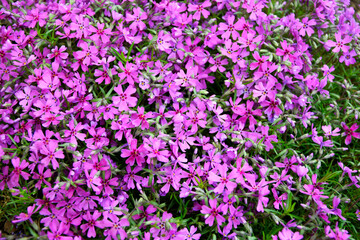 Moss phlox plant. Creeping phlox	
